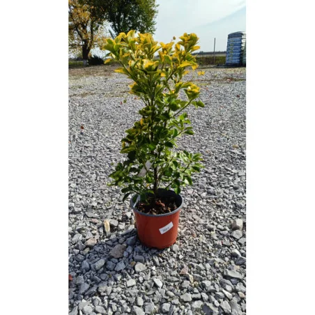 Euonymus Aurea 3 LT -Salbă