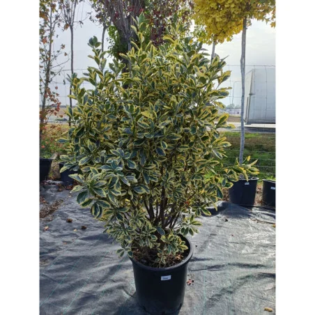 Euonymus Bravo Mare - Salbă