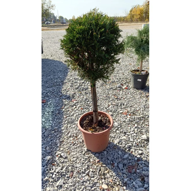 Leylandii Verde Glob Picior Mic