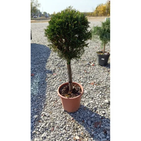 Leylandii Verde Glob Picior Mic