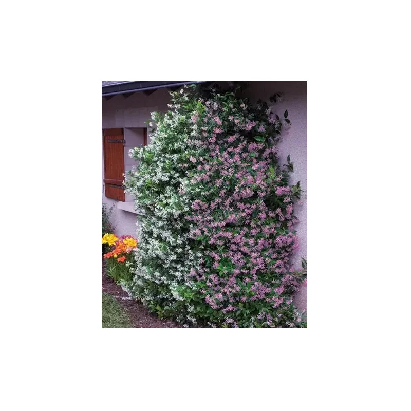 Iasomie Roz Căţărătoare 1,3m– Plantă Exotică cu Flori Parfumate și Creștere Rapidă 🌿🌸