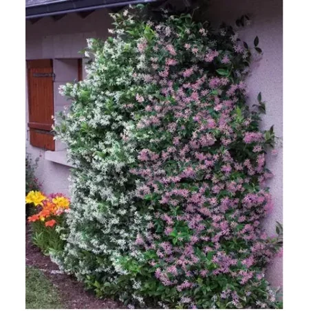 Iasomie Roz Căţărătoare 1,3m– Plantă Exotică cu Flori Parfumate și Creștere Rapidă 🌿🌸