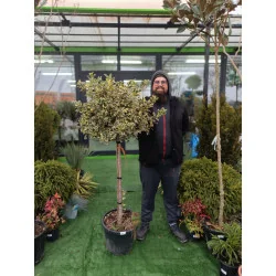 Ilex variegat Copac Mare - Laur Japonez