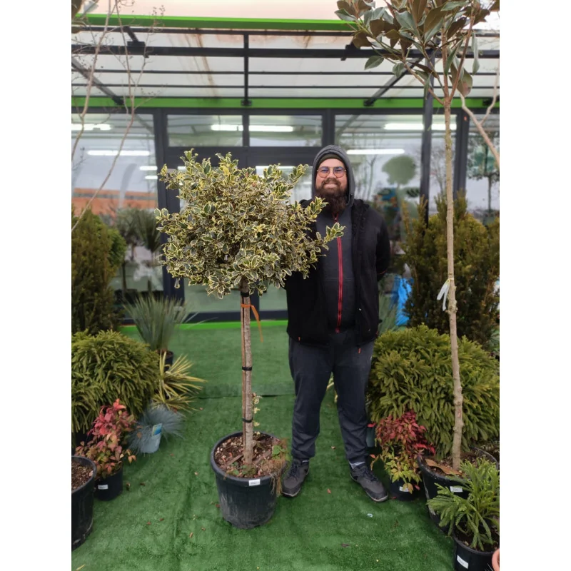 Ilex variegat Copac Mare - Laur Japonez