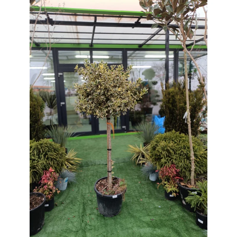 Ilex variegat Copac Mare - Laur Japonez