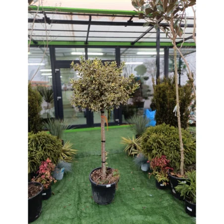 Ilex variegat Copac Mare - Laur Japonez