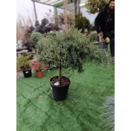 Juniperus tip copac 1/2 - Lenupar
