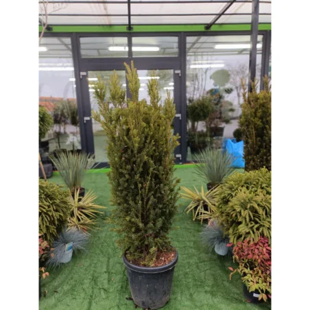 Taxus Media Hillii - Conifer Elegant pentru Garduri Vii, Rezistent și Versatil - Tisa Japoneza