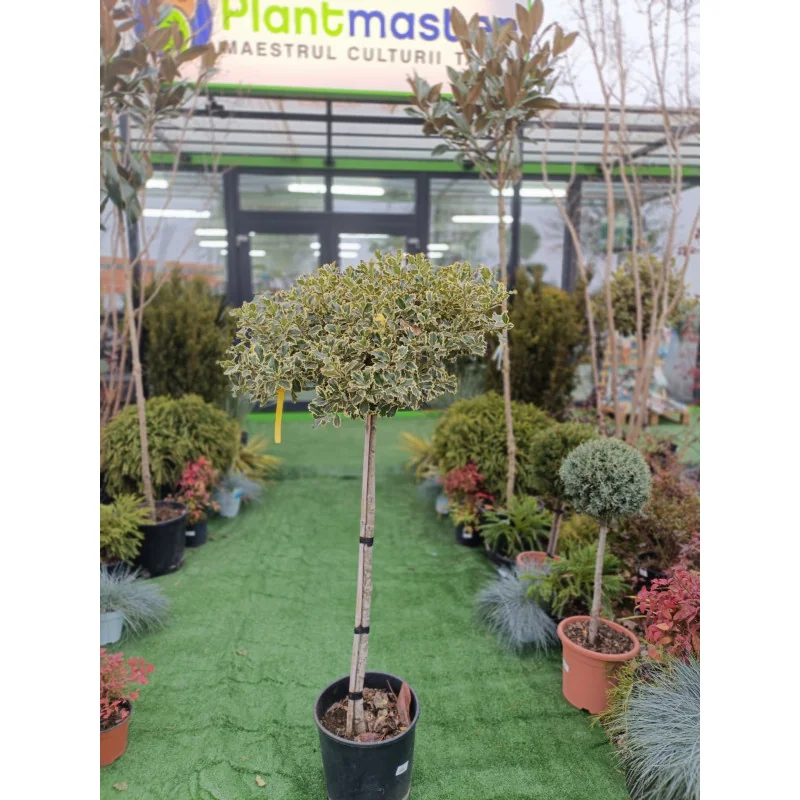 Ilex variegat copac - Laur Japonez altoit pe trunchi inalt