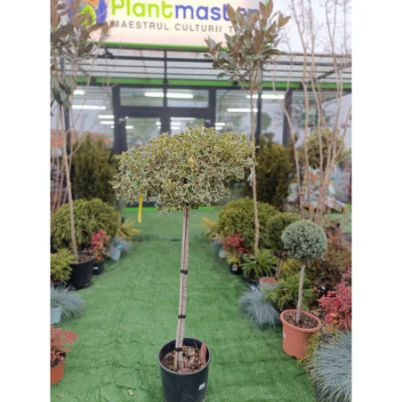 Ilex variegat copac - Laur Japonez altoit pe trunchi inalt