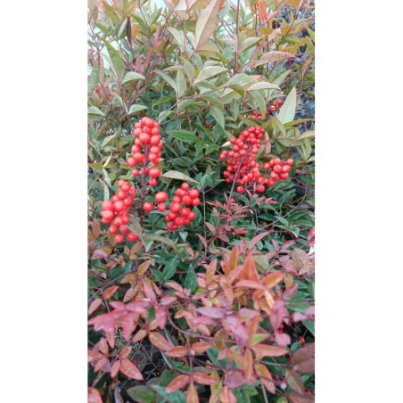 Nandina Domestica 15 LT