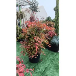 Nandina Domestica