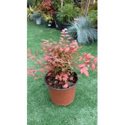 Nandina Domestica