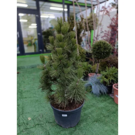 Pinus Malinki Mare 80 cm