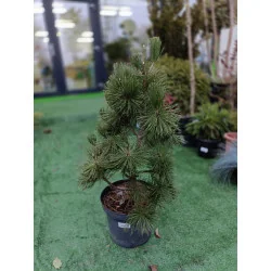 Pinus Malinki 60 cm