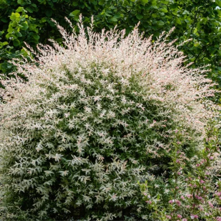 Salix integra Hakuro-nishiki - Salcie japoneză 220cm