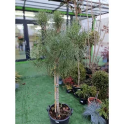 Pinus Pinea pe picior inalt