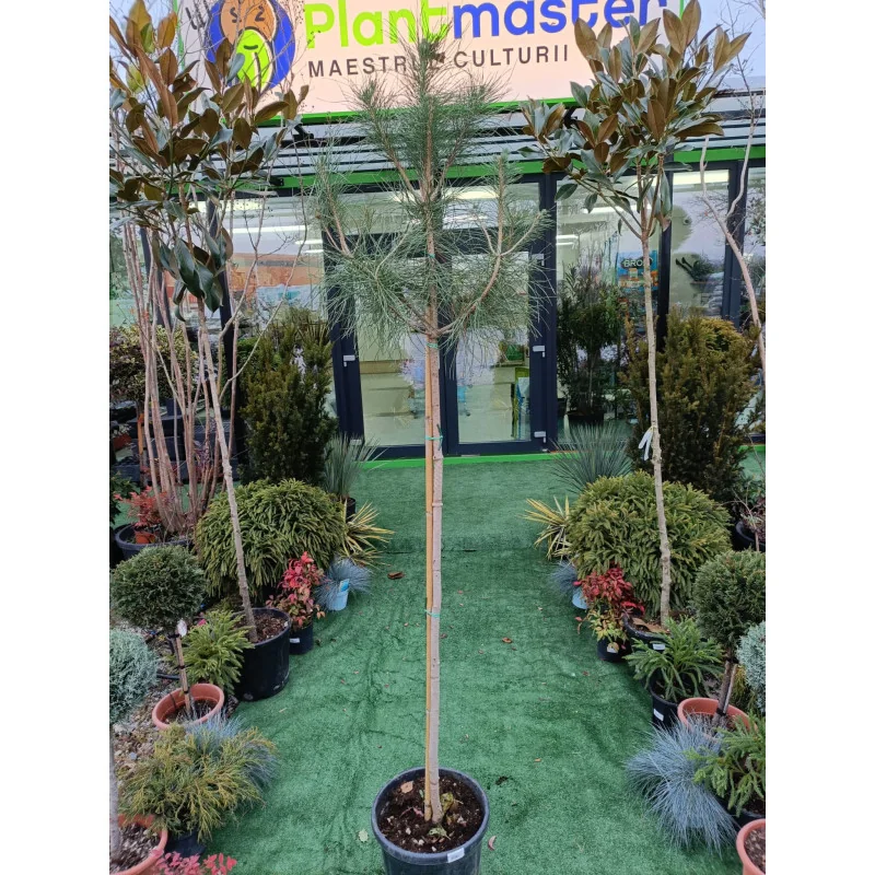 Pinus Pinea V30 1.8m