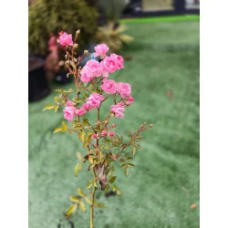 Trandafir Rose The Fairy — trandafir târâtor cu flori mici și parfumate