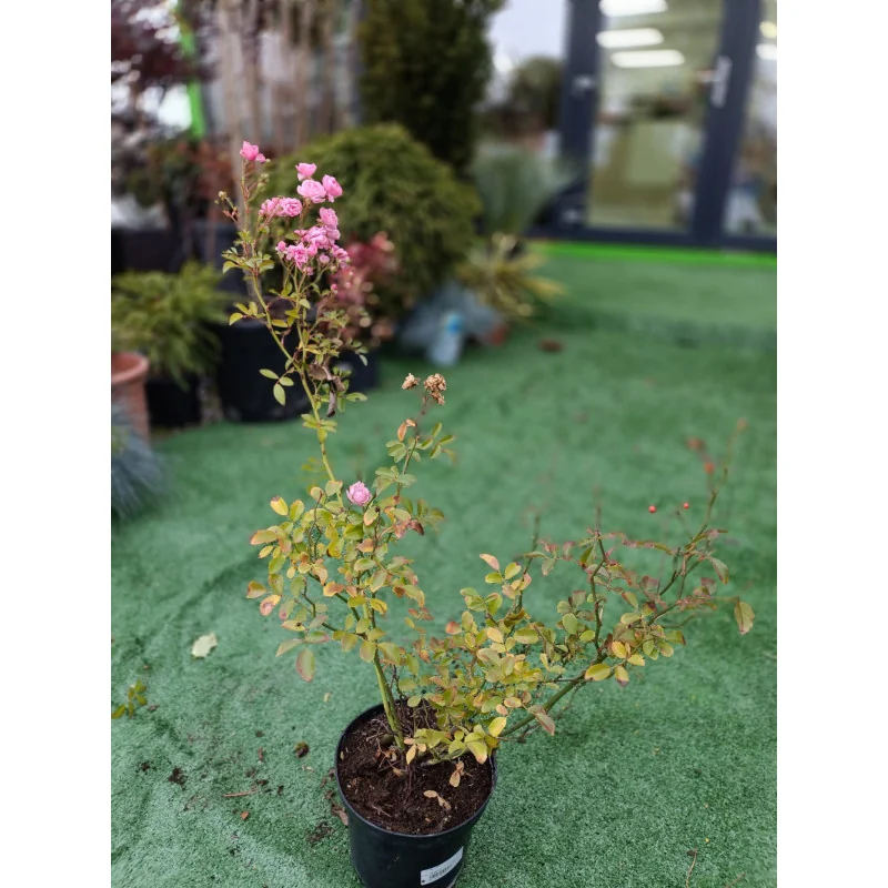 Trandafir Rose The Fairy — trandafir târâtor cu flori mici și parfumate