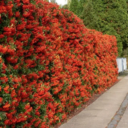 Pyracantha Coccinea - Catina Ornamentala