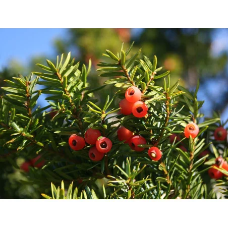 Taxus media Hillii 40-50 cm - Tisa Japoneza