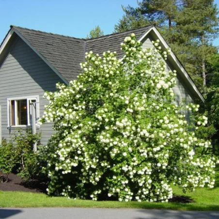 Viburnum Opulus 250 cm