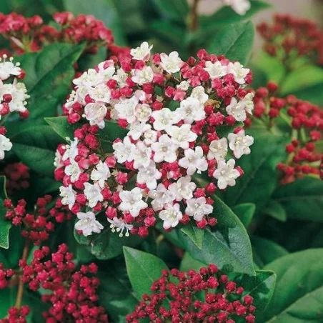 Viburnum tinus V19 – Călin de Iarnă / Laur Englezesc | Arbust Veșnic Verde pentru Gard Viu și Grădină