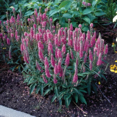 Veronica Spicata Rosa Zwerg