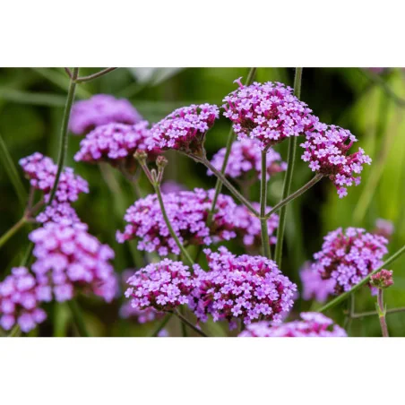 Verbena Bonariensis
