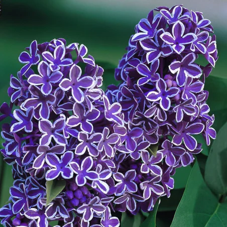Syringa Vulgaris Sensation