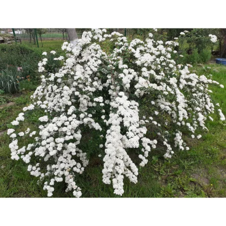Spiraea