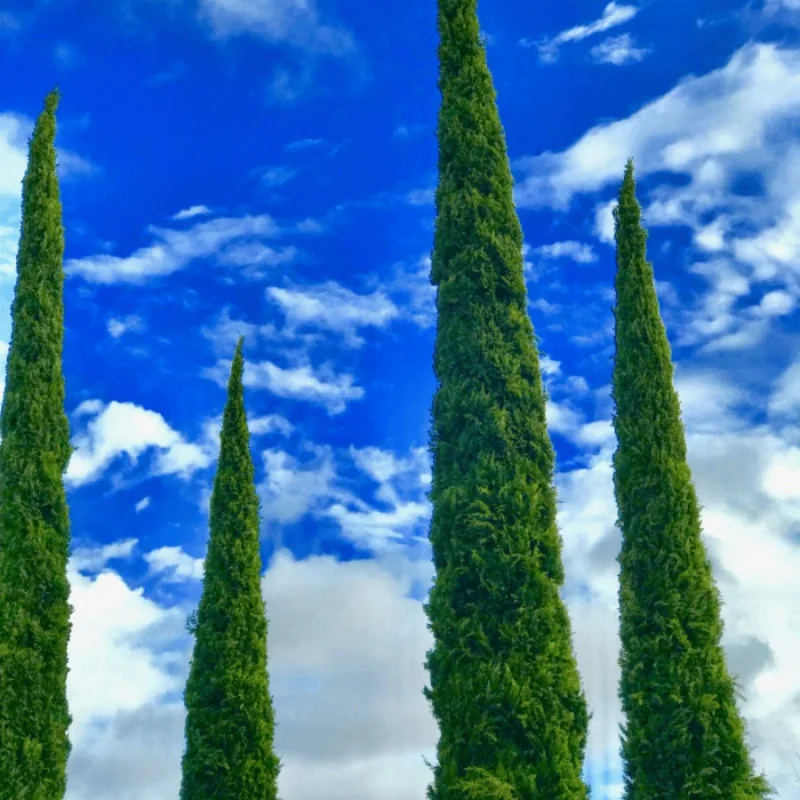Cupressus sempervirens 200/250