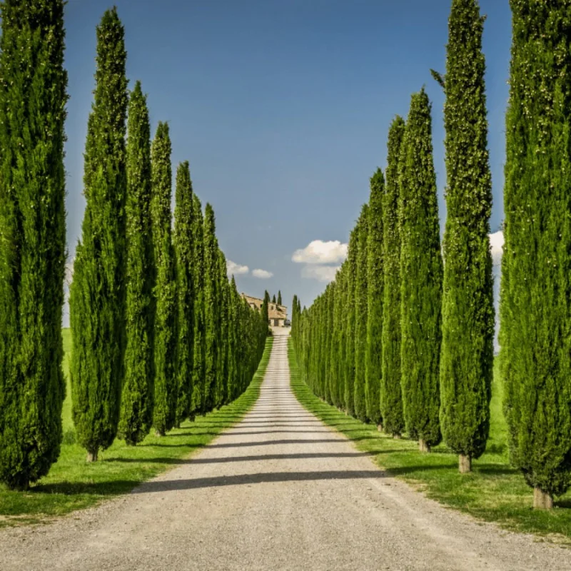 Cupressus sempervirens V18/ 50 cm