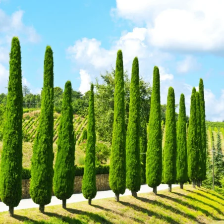 Cupressus sempervirens V18/ 50 cm