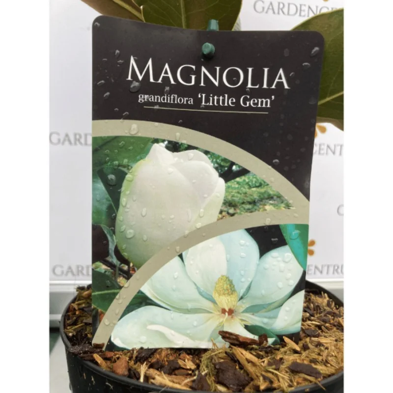 Magnolia grandiflora - Magnolie veșnic verde- 150-180 cm