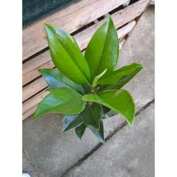 Magnolia grandiflora - Magnolie veșnic verde- 150-180 cm