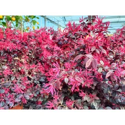 Loropetalum Glob
