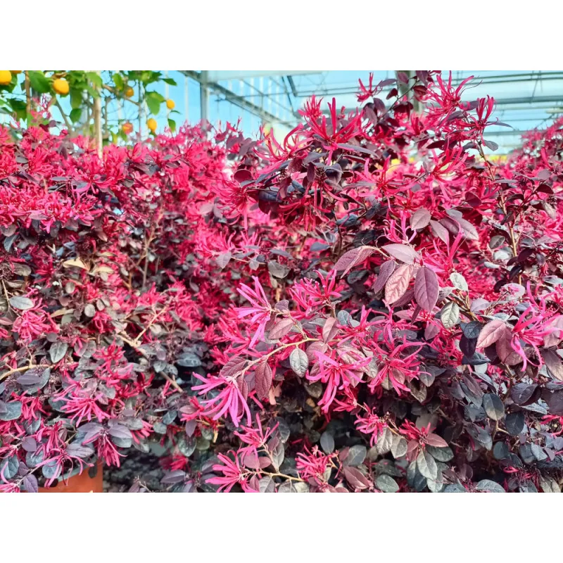 Loropetalum Glob