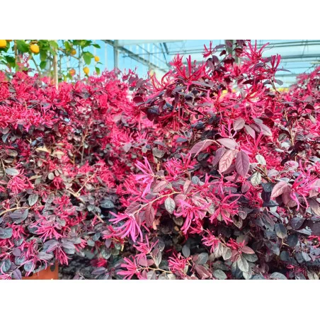 Loropetalum Glob