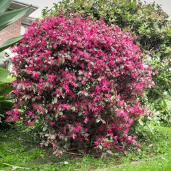 Loropetalum Glob