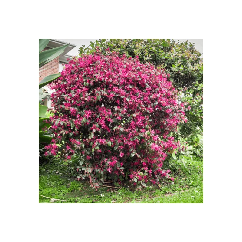 Loropetalum Glob