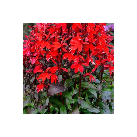 Lobelia Specioasa
