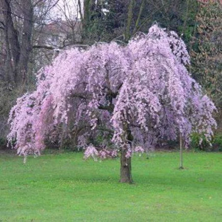 Prunus Avium Pendula - Cires japonez curgator