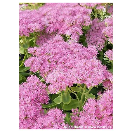 Sedum Spectabile