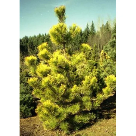 Pinus Thumbergii Ogon