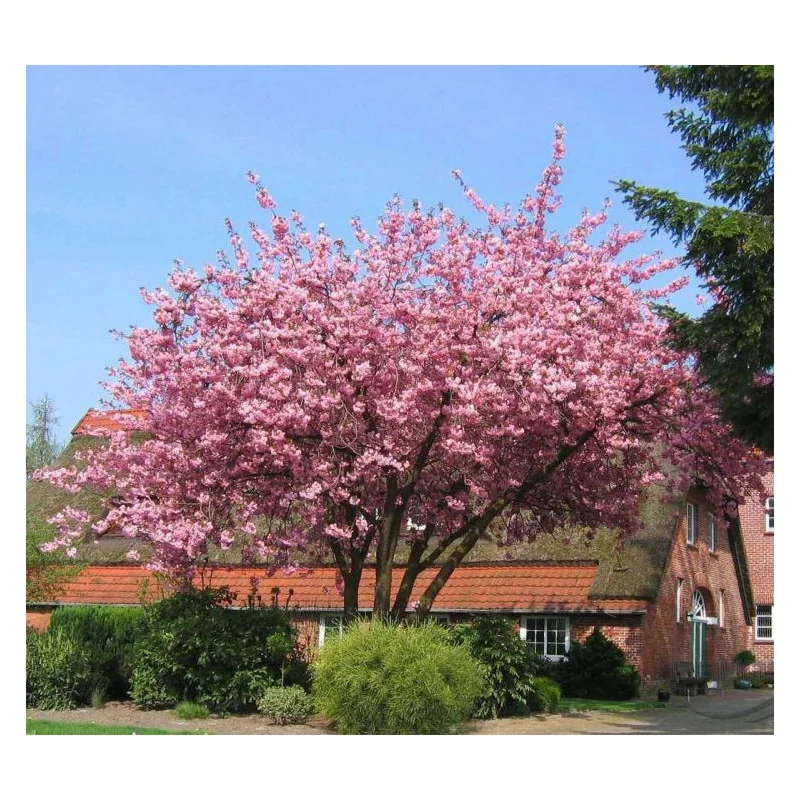 Prunus serrulata 'Kanzan' — cireș japonez cu flori roz spectaculoase