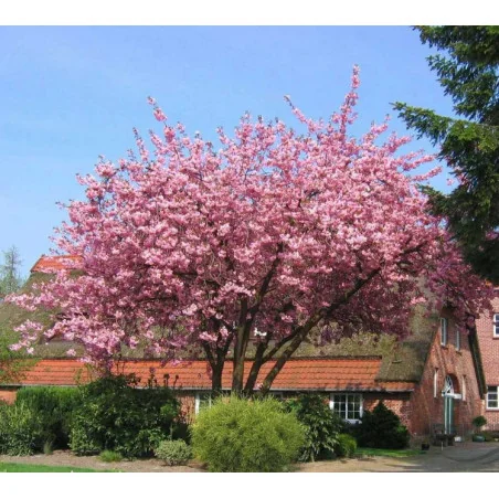 Prunus serrulata 'Kanzan' — cireș japonez cu flori roz spectaculoase