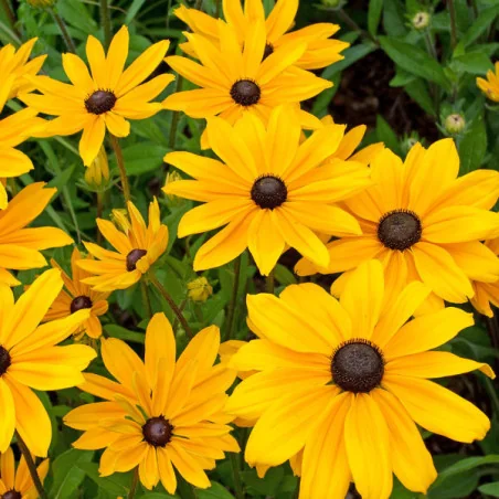 Rudbeckia Fulgida Goldsturm