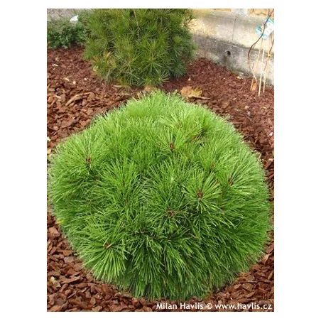 Pinus Brepo